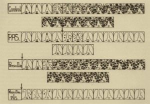 The results of an early animal experiment with PAS