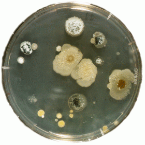 Actinomycetes (shown on a agar plate) have been vital in the history of TB drugs